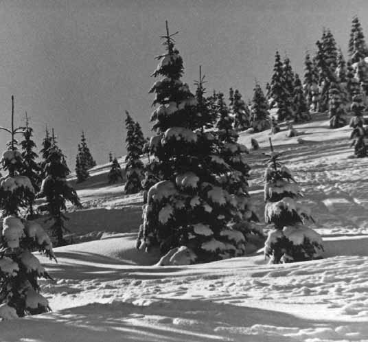 1959. Карпаты-Ясеня. Фото Юмашева