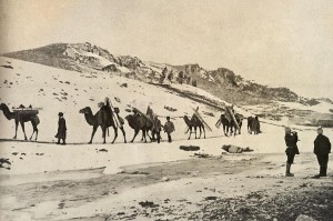  Верблюжий транспорт на Кавказе. 1915